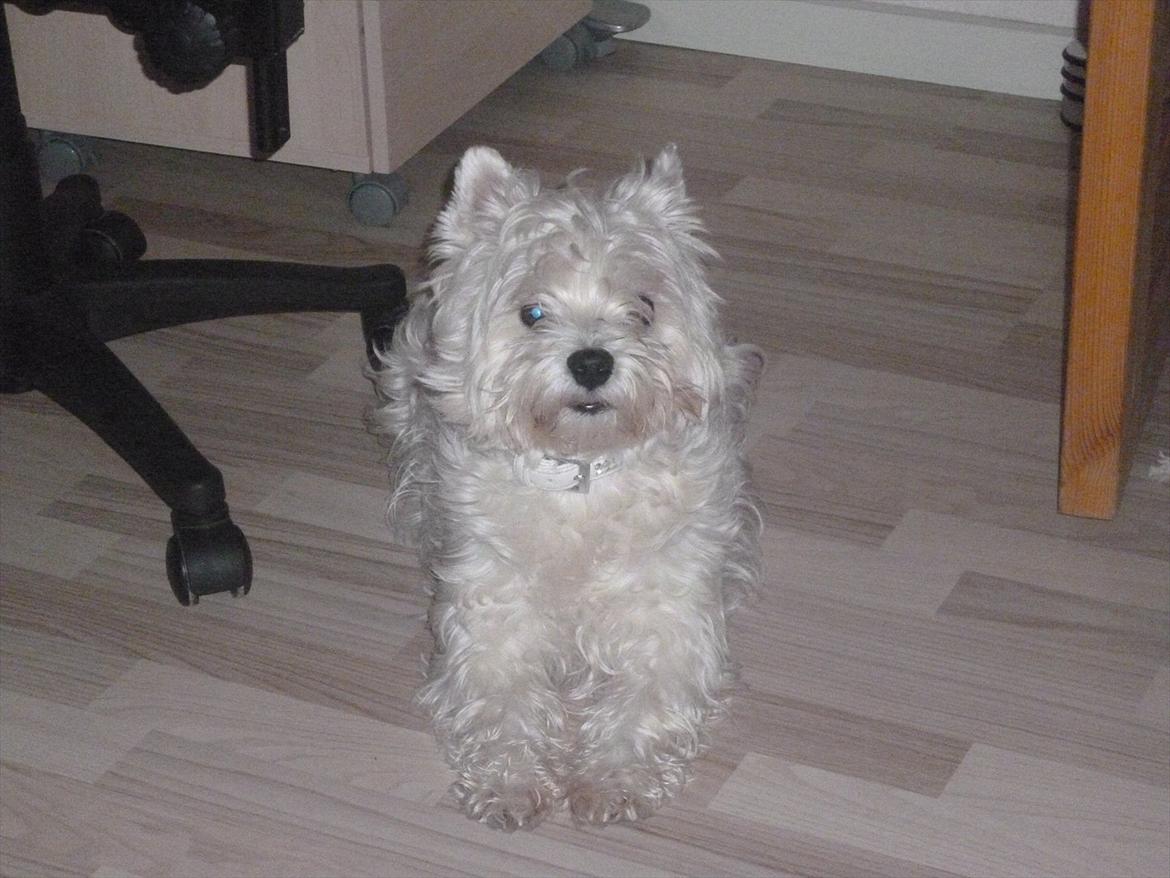 West highland white terrier Tessa billede 11