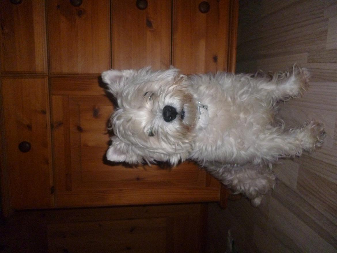 West highland white terrier Tessa billede 12