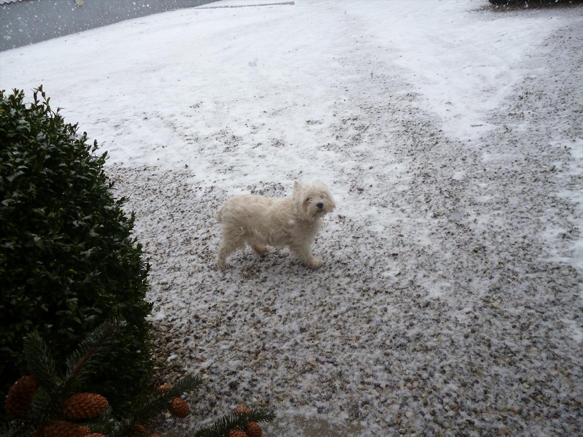 West highland white terrier Tessa billede 13