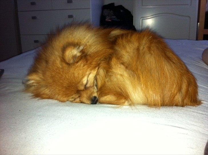 Pomeranian Mila - Når hun sover så sødt, gør det ikke noget det er i sengen. .;) billede 7