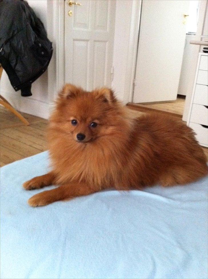 Pomeranian Mila - Mila ca. 9 mdr.  billede 8