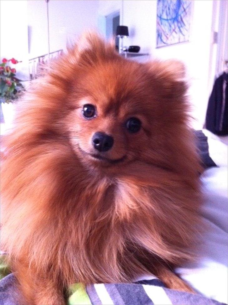 Pomeranian Mila - Mila ca. 9 mdr..  billede 9