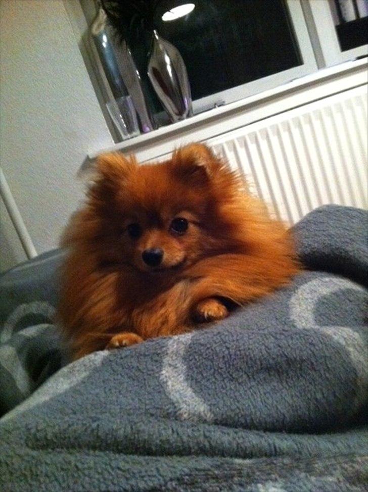 Pomeranian Mila - ca. 9 mdr.  billede 10