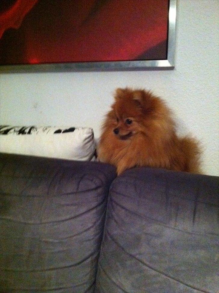Pomeranian Mila - Bag sofaen er det bedste sted at ligge. Her ca. 9 mdr.  billede 11