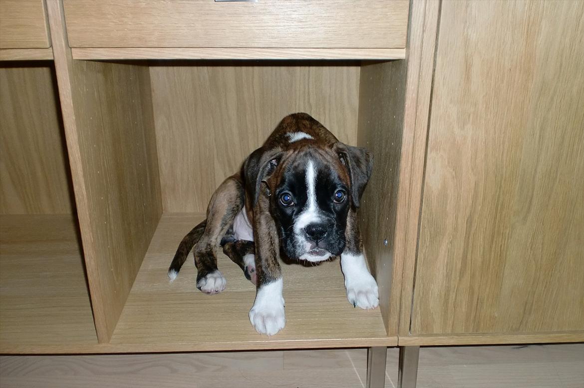 Boxer Emmi (Elipets Emily) billede 8