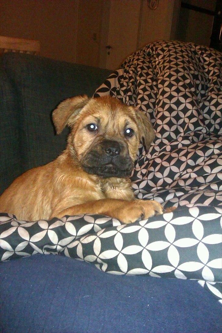 Blanding af racer Teesha - Teesha's første bad. Den lille pjusketrold  <3 billede 1