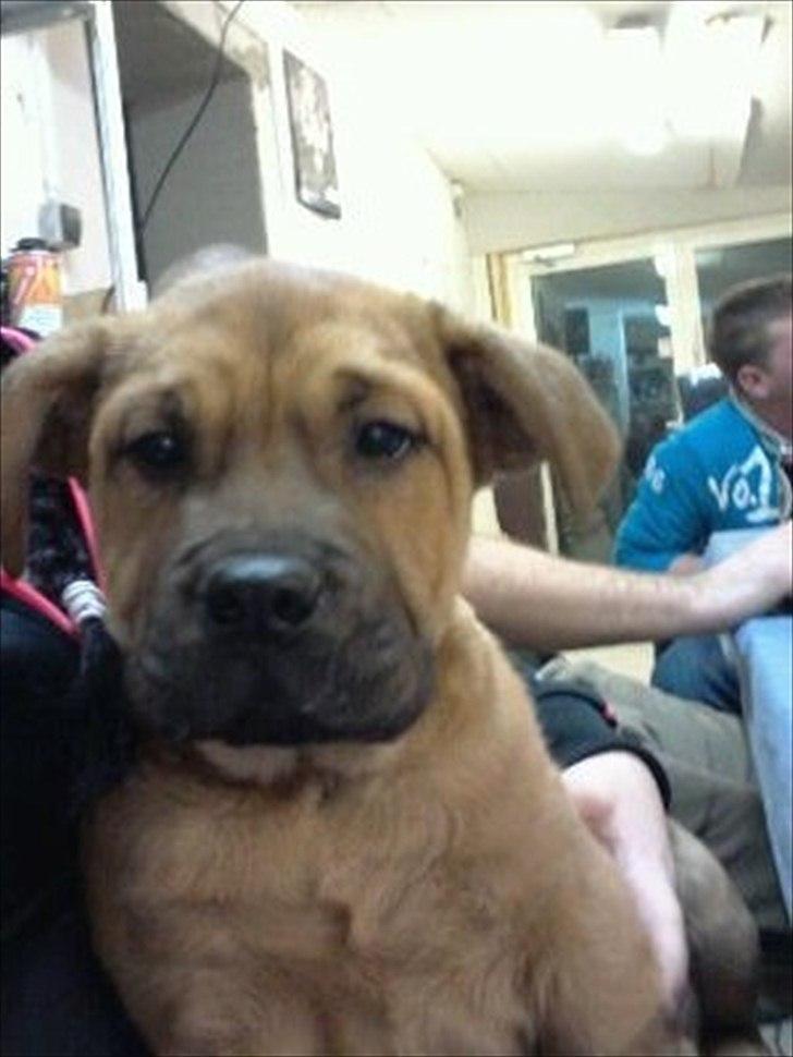 Blanding af racer Teesha billede 2