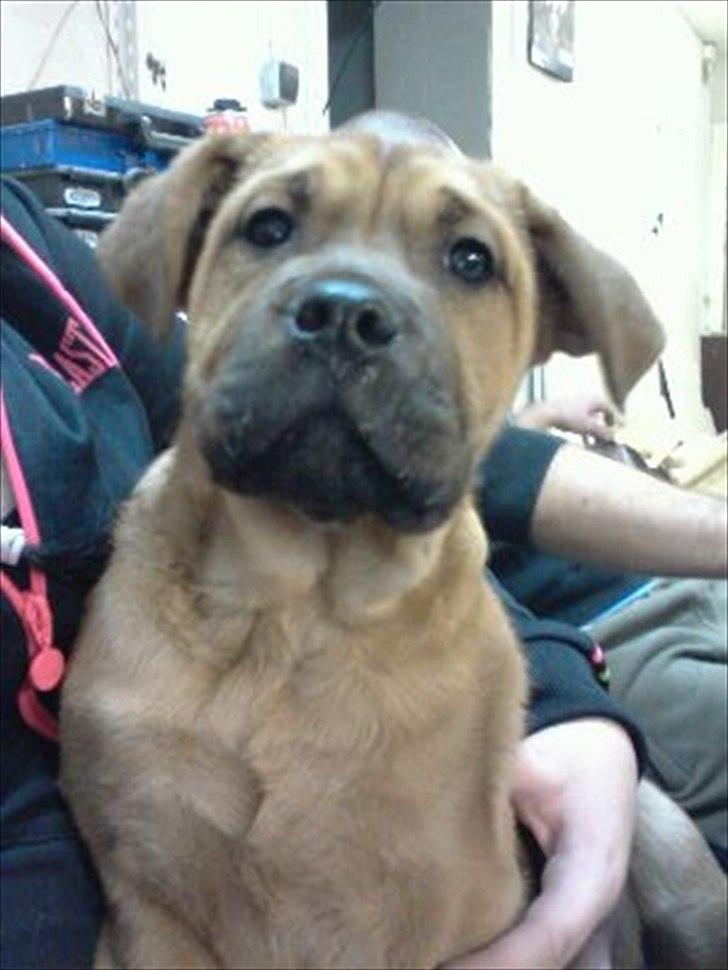 Blanding af racer Teesha billede 3