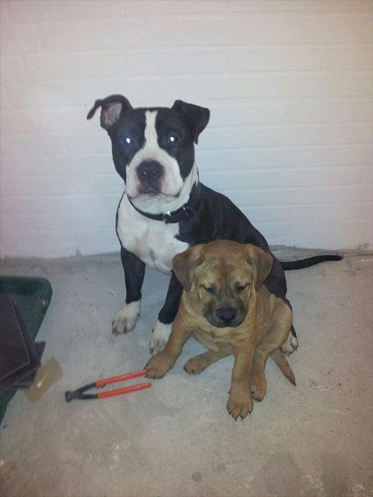 Blanding af racer Teesha - Teesha's første nytårsaften <3 billede 4