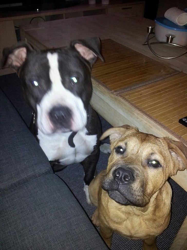 Blanding af racer Teesha billede 5