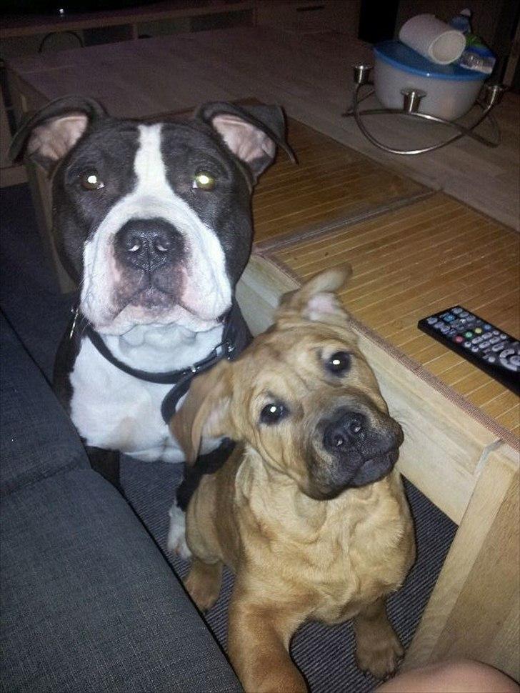 Blanding af racer Teesha billede 6