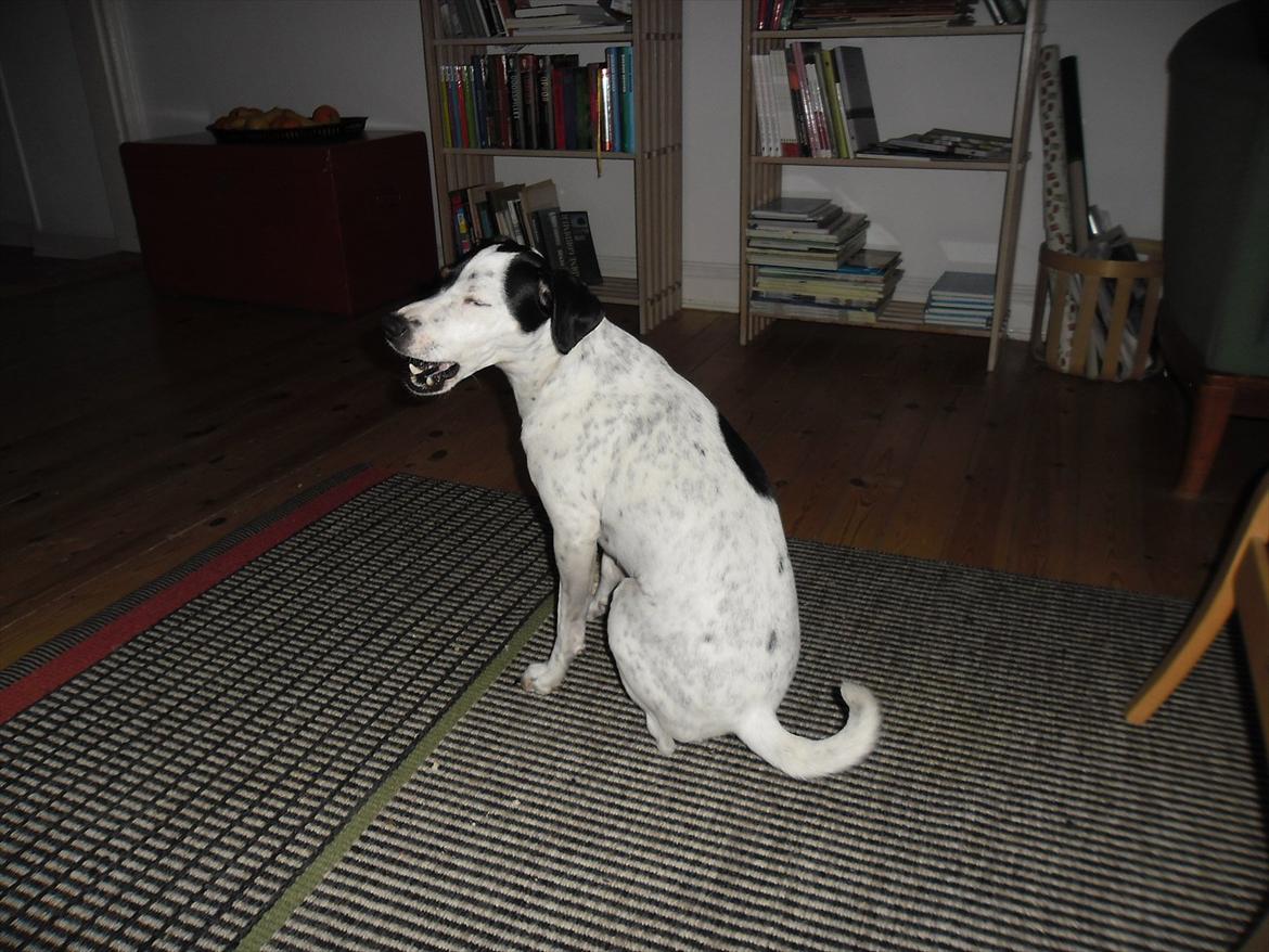 Dansk svensk gaardhund Sniffer [Bedste ven] - Synger jeg ikke bare godt?

Vinter 2012 billede 40