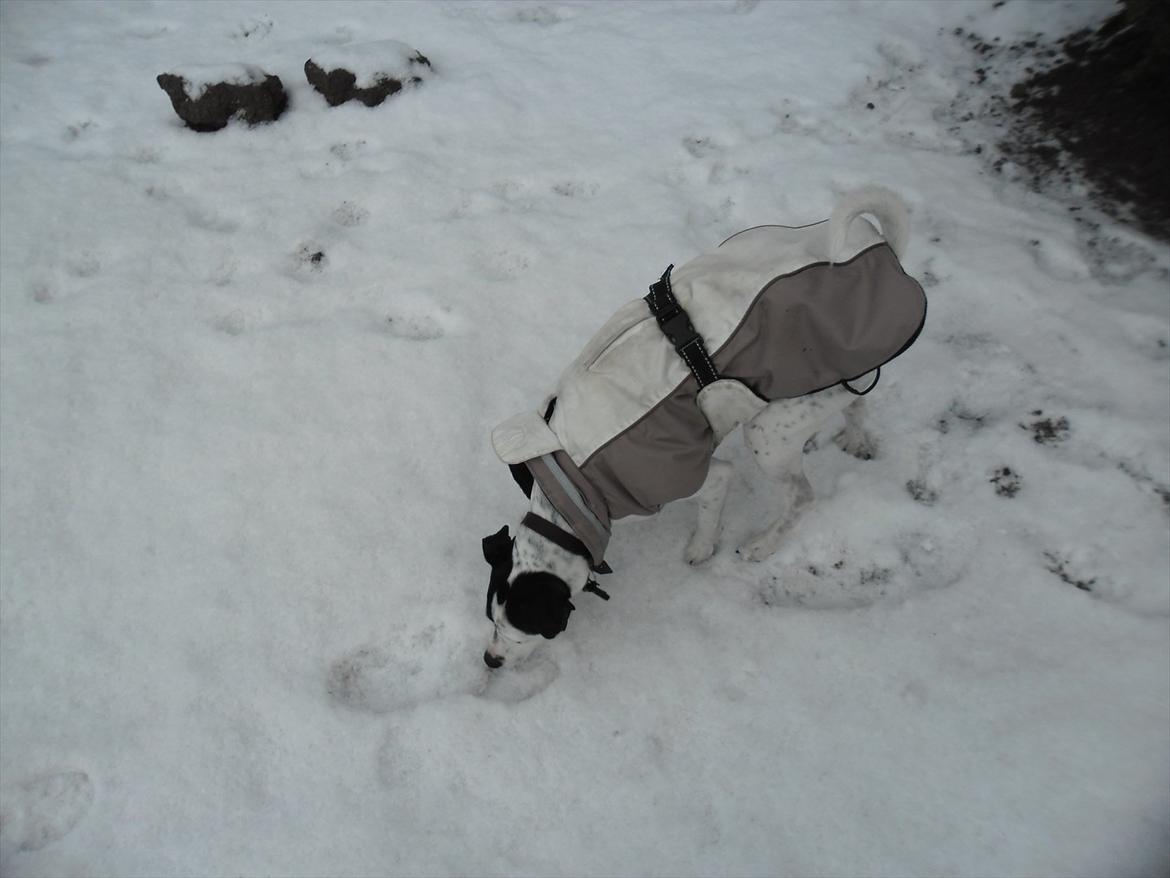 Dansk svensk gaardhund Sniffer [Bedste ven] - Uha, det er koldt for en lille, korthåret hund som mig om vinteren. Godt jeg har min jakke, selvom den er irriterende.

Vinter 2012 billede 42
