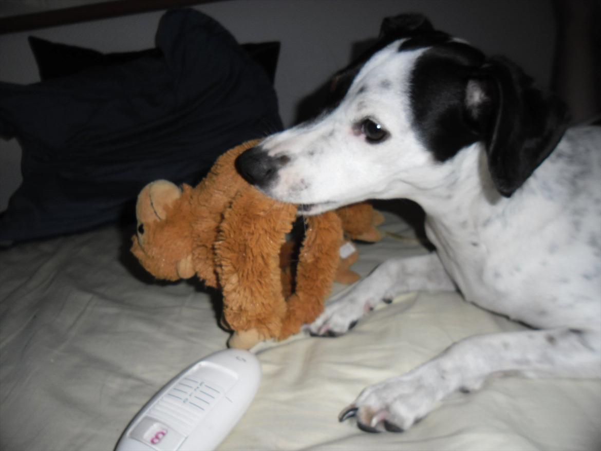 Dansk svensk gaardhund Sniffer [Bedste ven] - Hygge med aben :o

Vinter 2012 billede 43