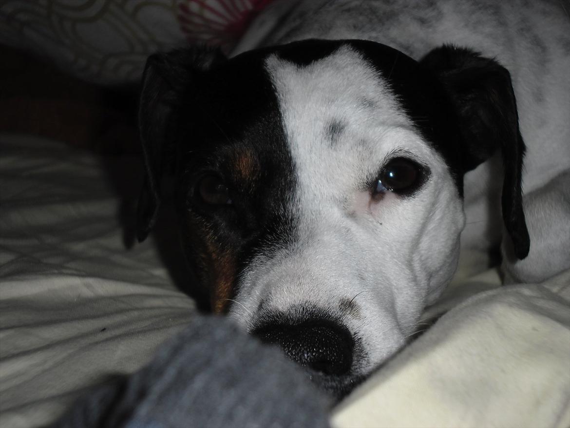 Dansk svensk gaardhund Sniffer [Bedste ven] - Det er da bare livet...

Vinter 2012 billede 37