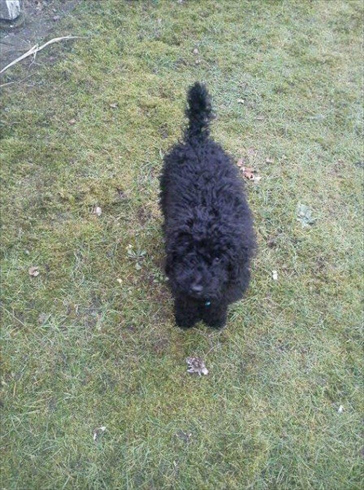 Dværgpuddel Kenzo billede 2