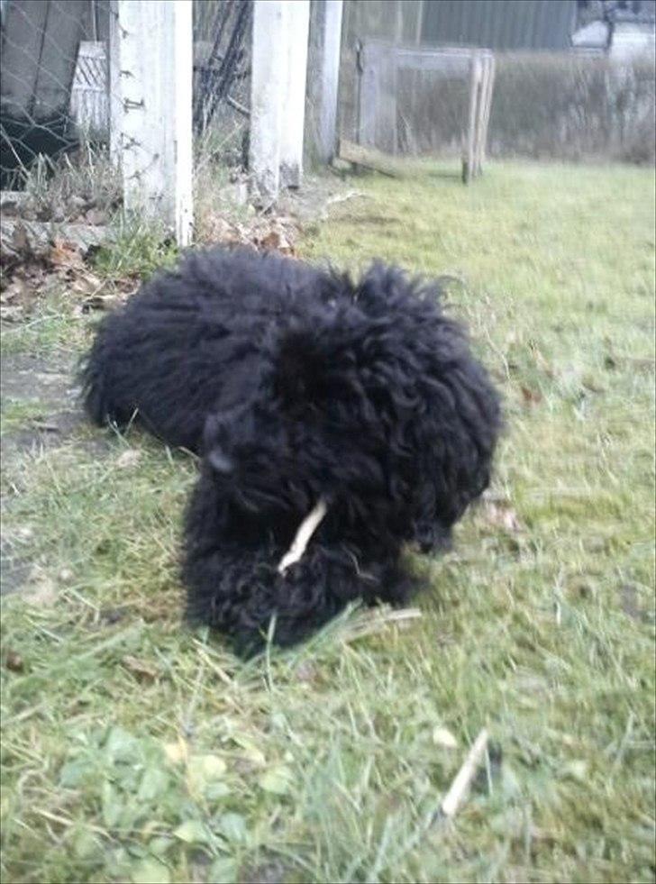 Dværgpuddel Kenzo billede 3