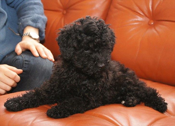 Dværgpuddel Kenzo billede 4