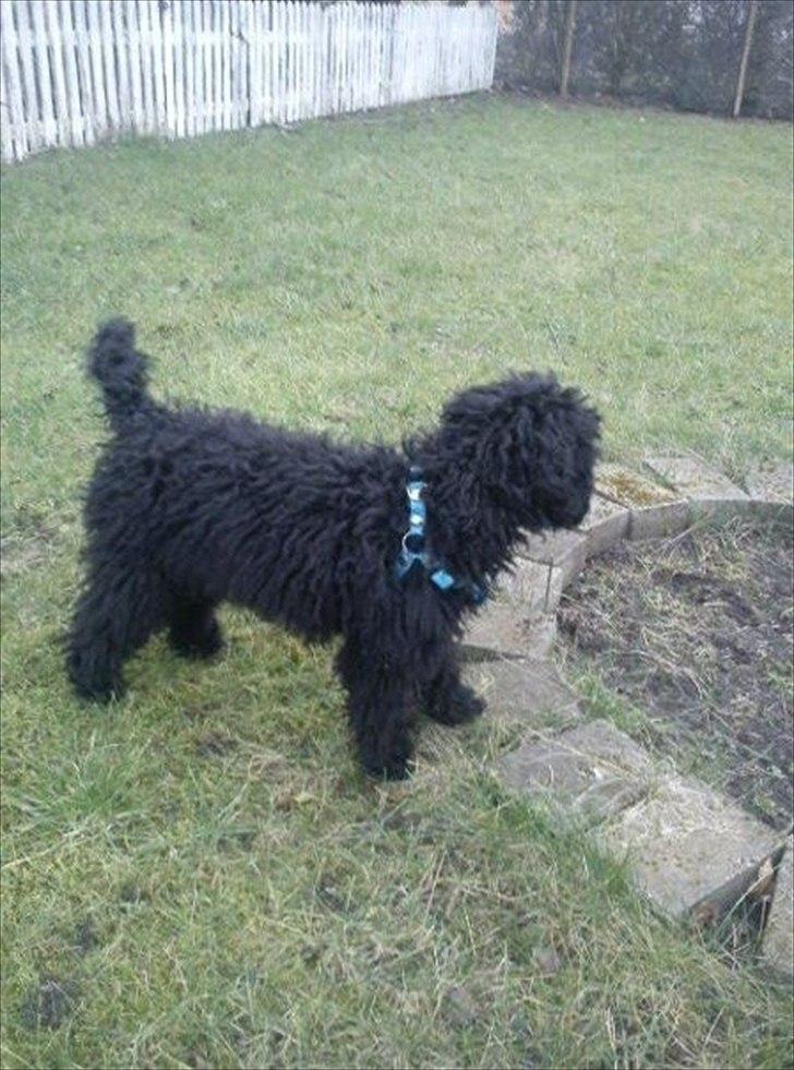 Dværgpuddel Kenzo billede 5