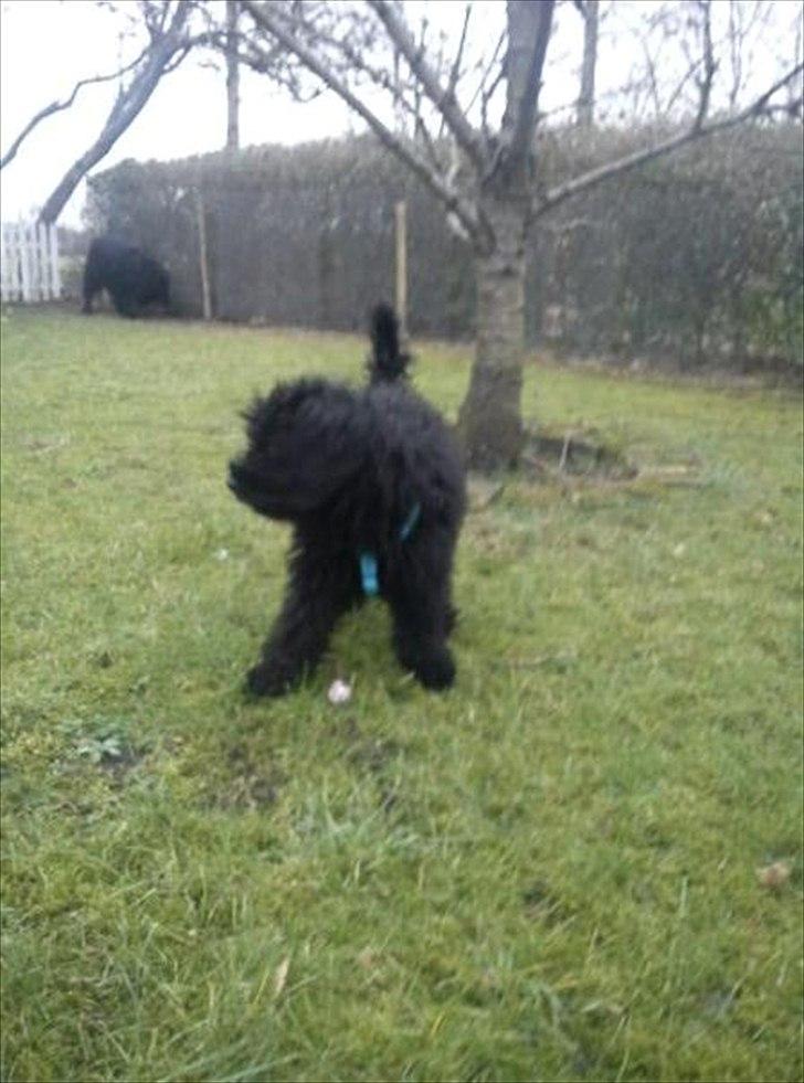 Dværgpuddel Kenzo billede 6