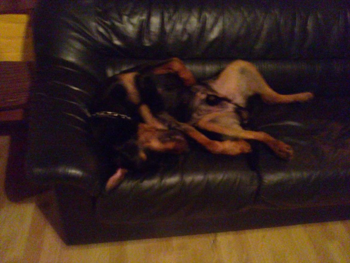 Rottweiler ozzy billede 1