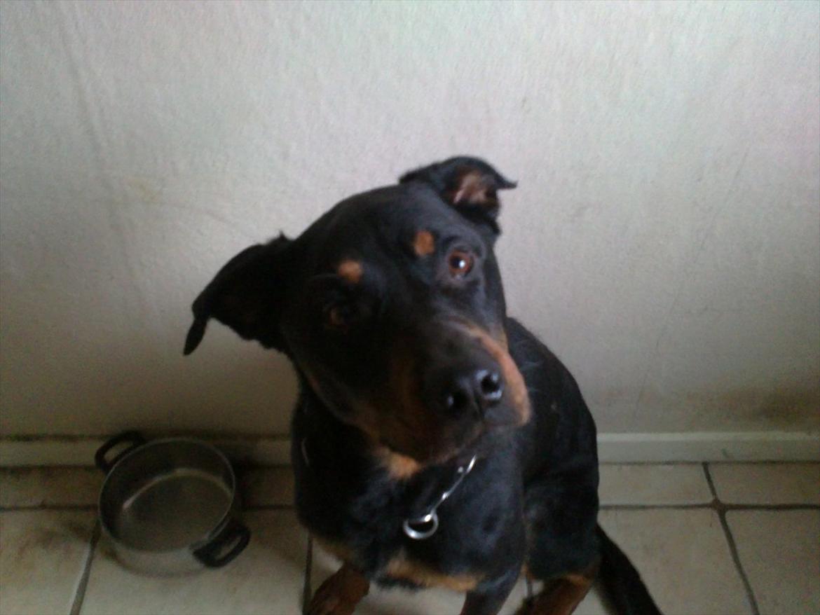 Rottweiler ozzy billede 2