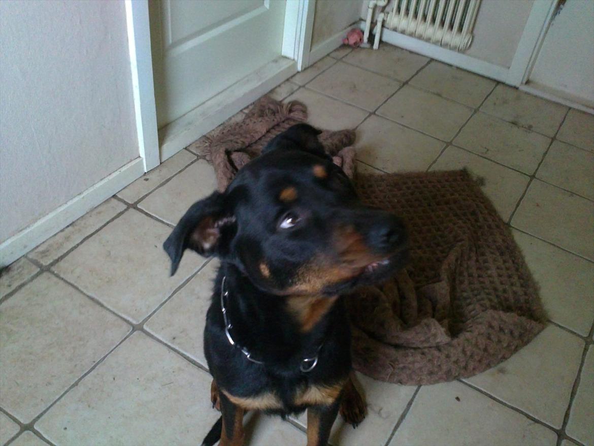 Rottweiler ozzy billede 3