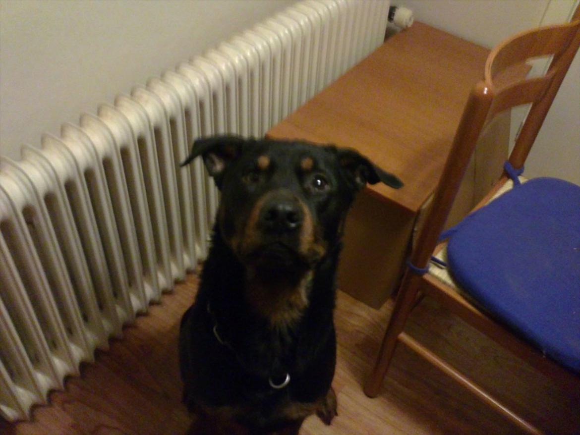 Rottweiler ozzy billede 4