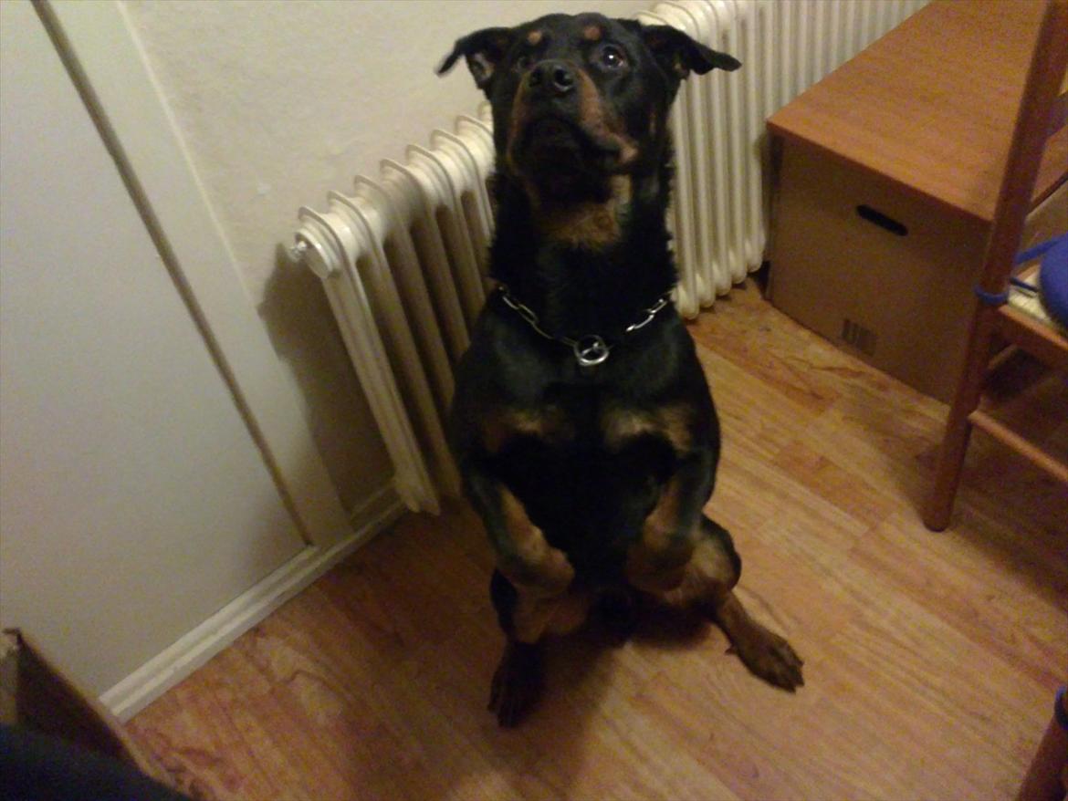 Rottweiler ozzy billede 5