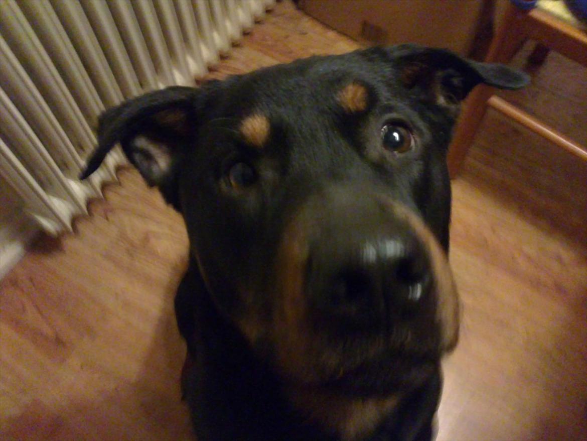 Rottweiler ozzy billede 6