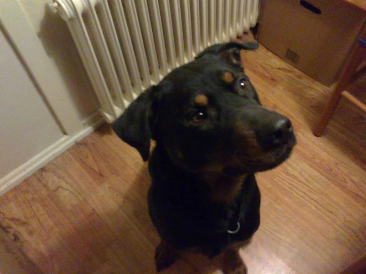 Rottweiler ozzy billede 7