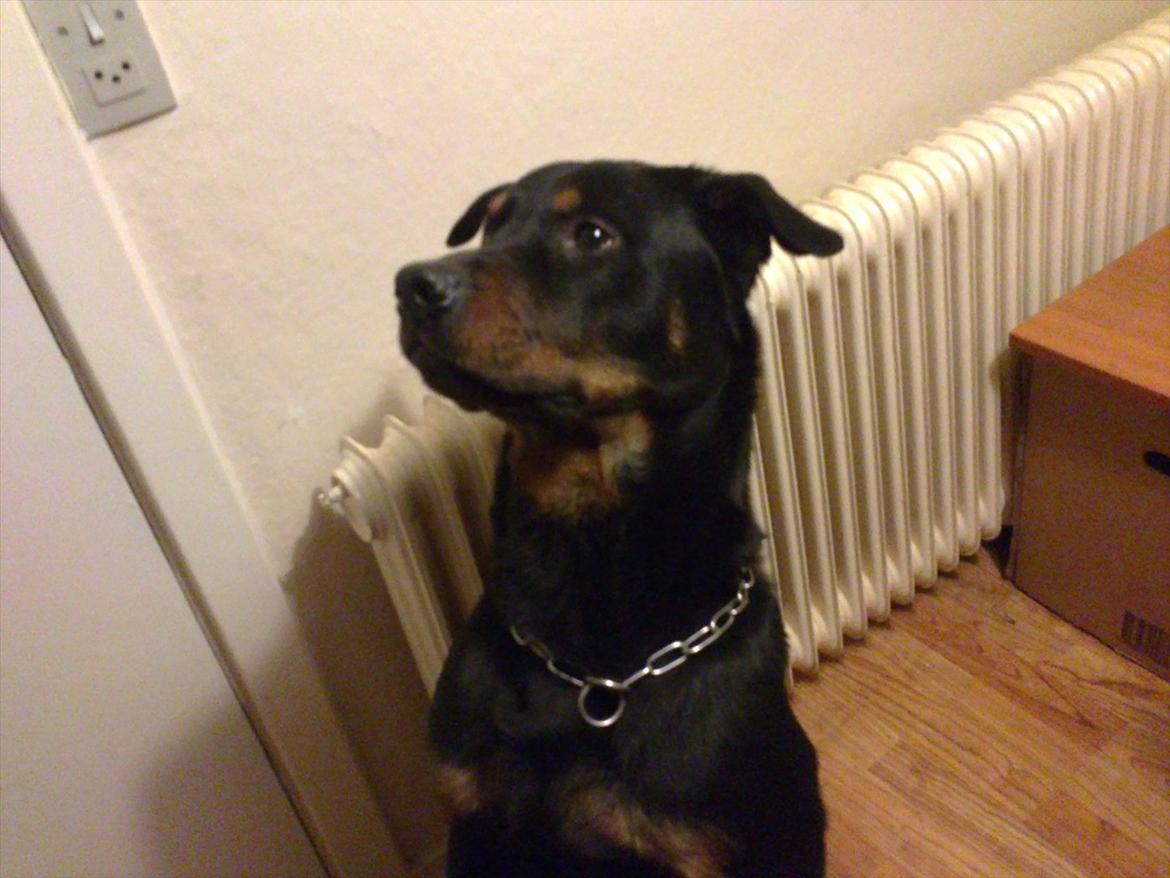 Rottweiler ozzy billede 8