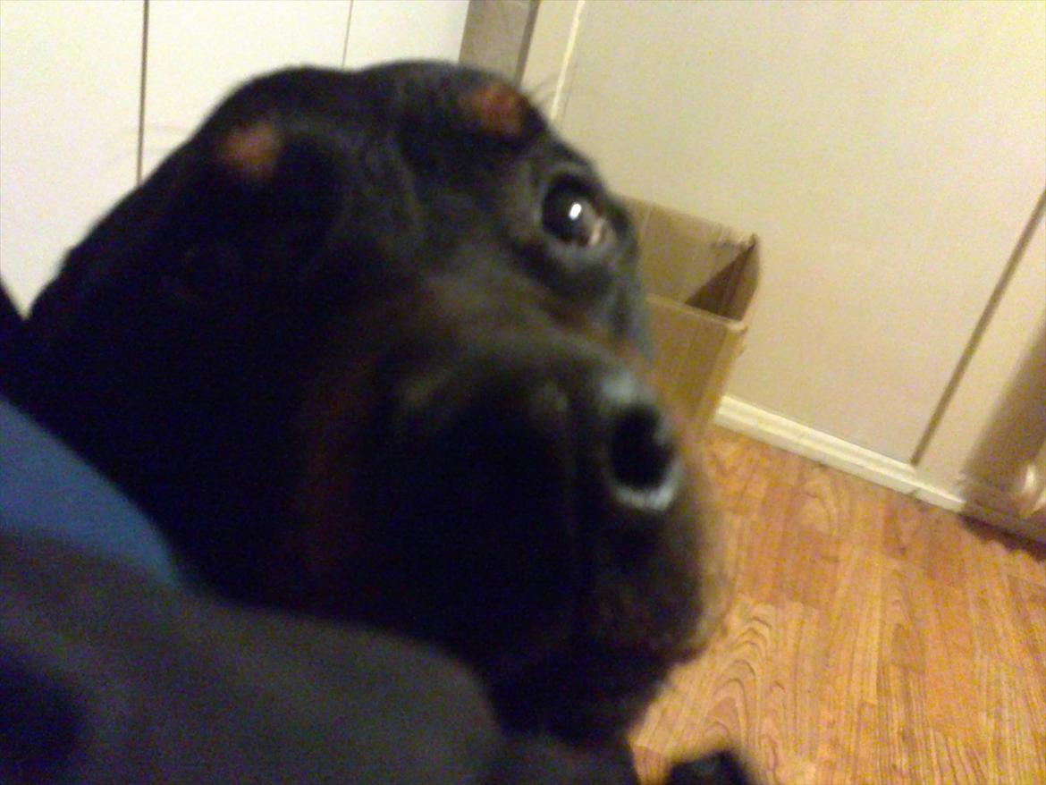 Rottweiler ozzy billede 9