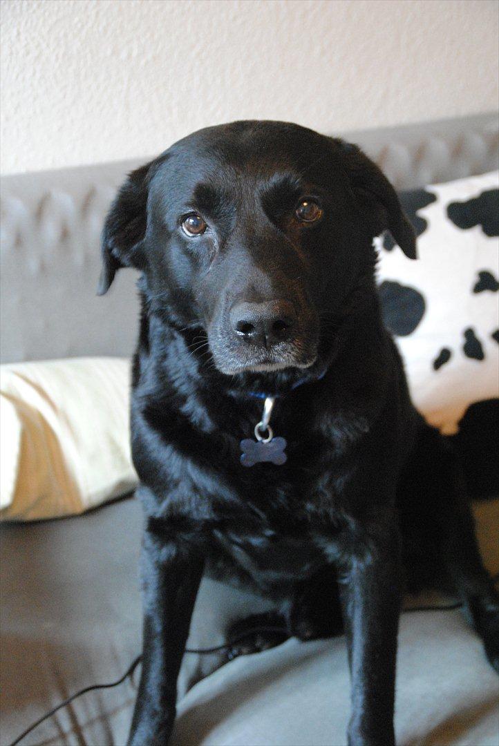 Labrador retriever Newton <3 - Baby you light up my world like nobody else!<3 billede 14