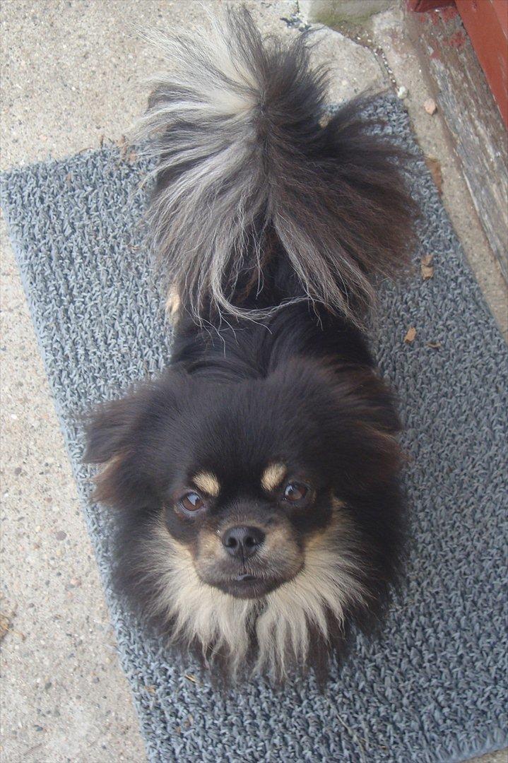 Tibetansk spaniel tøselunden eminent kaiser billede 2