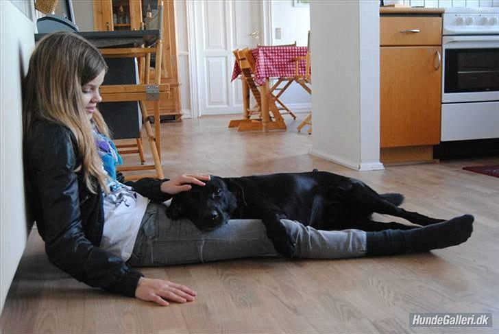 Labrador retriever Newton <3 billede 22