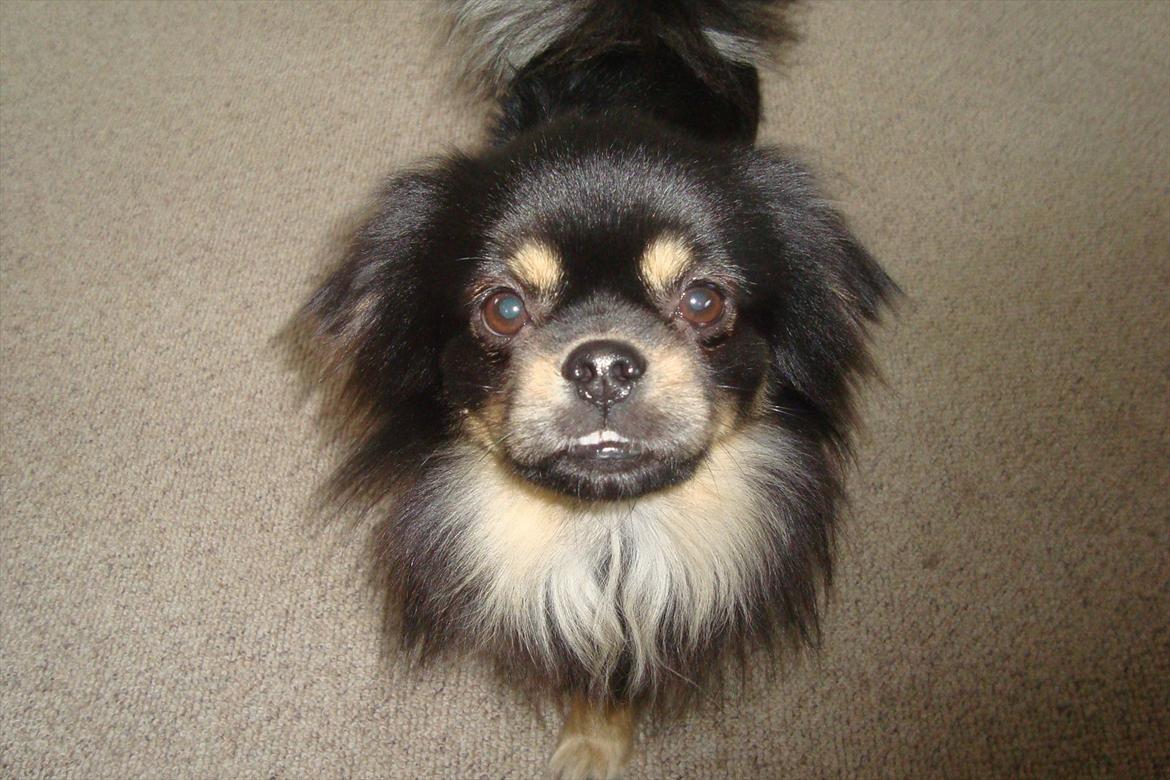 Tibetansk spaniel tøselunden eminent kaiser billede 3