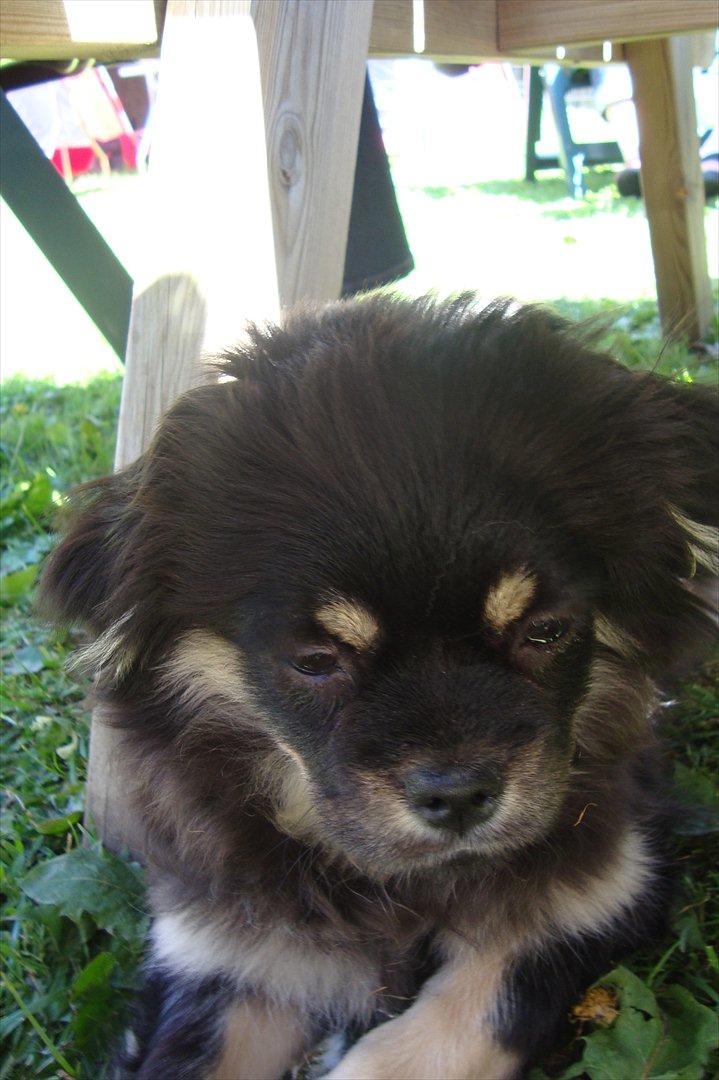 Tibetansk spaniel tøselunden eminent kaiser billede 4