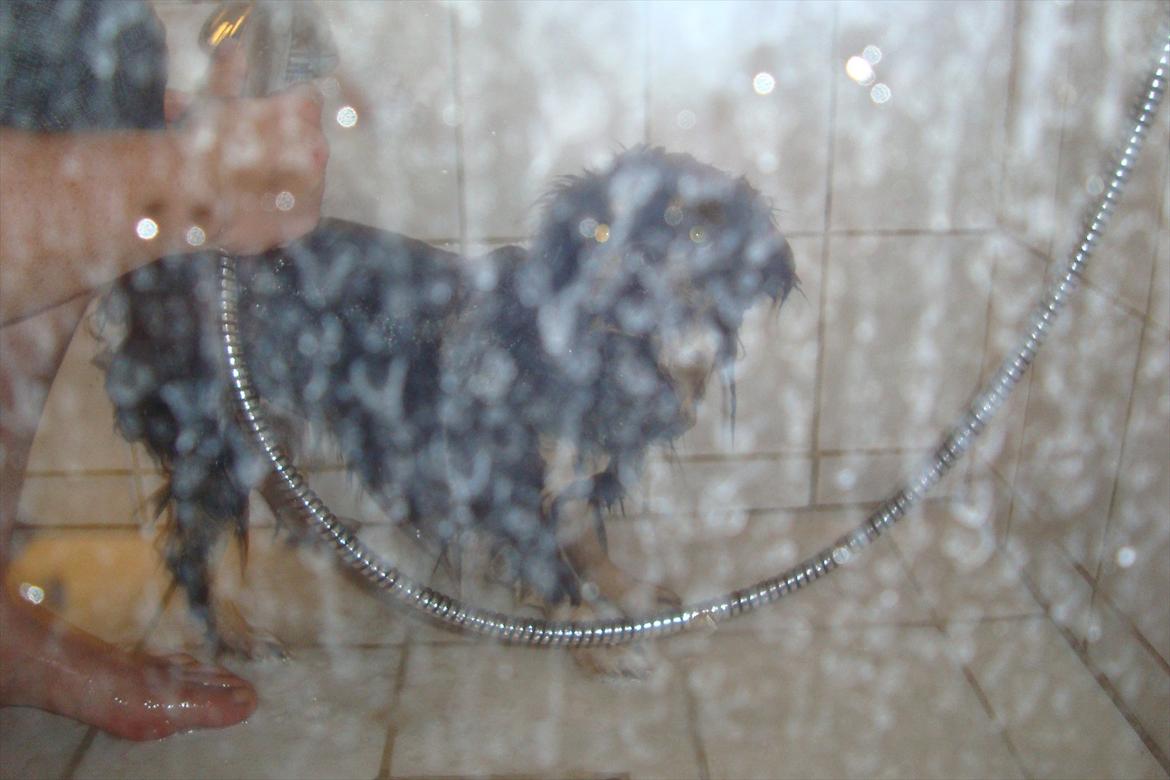 Tibetansk spaniel tøselunden eminent kaiser billede 5