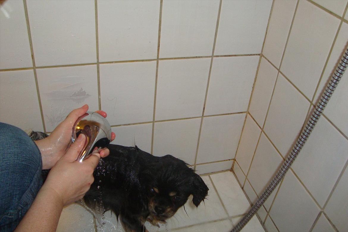 Tibetansk spaniel tøselunden eminent kaiser billede 6