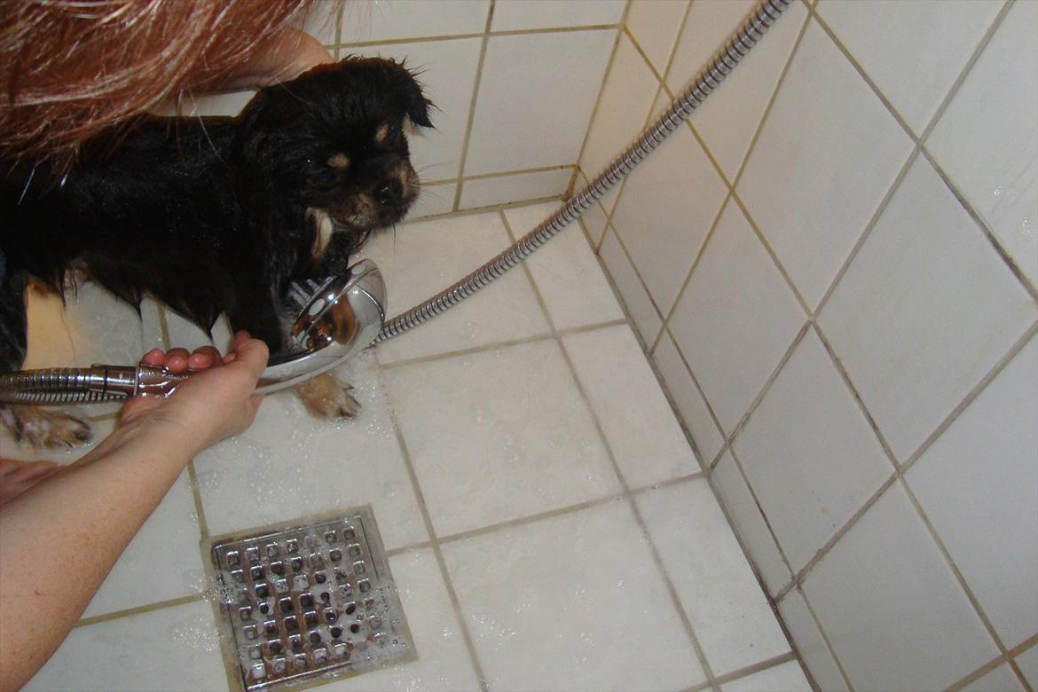 Tibetansk spaniel tøselunden eminent kaiser - KAISER VIL IKKE I BAD billede 7