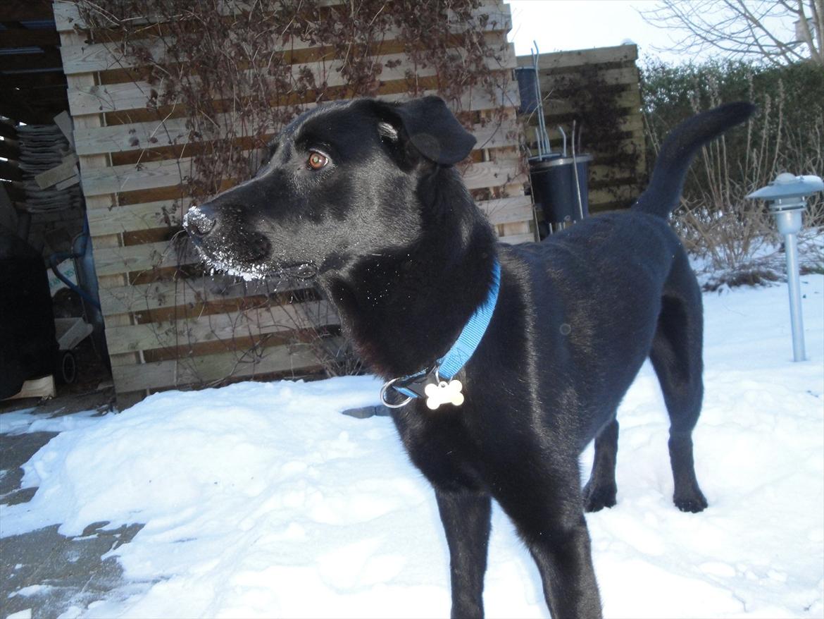 Blanding af racer Boss - Hey hvad er der dër?? billede 7