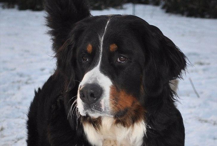 Berner sennenhund Shiba (Lotus' Sofie) - 16 mdr., næsten voksen mener damen selv. billede 4