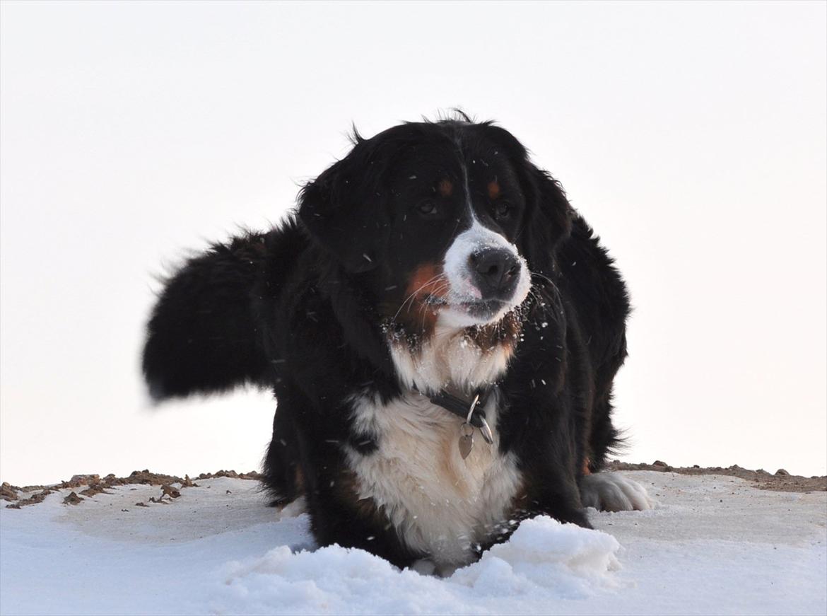 Berner sennenhund Shiba (Lotus' Sofie) - Rigtigt bernervejr.
 billede 6