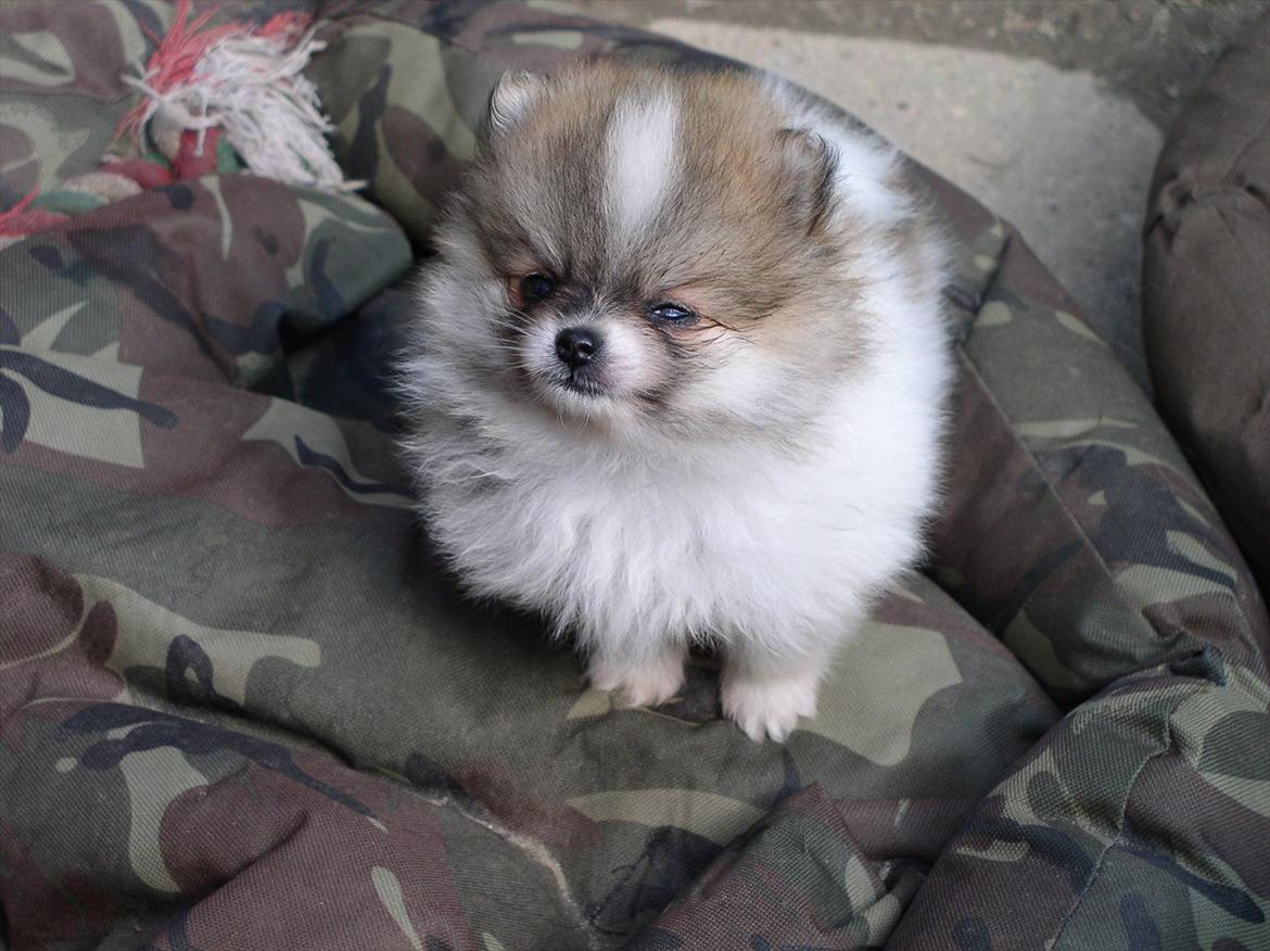 Pomeranian poms parti billede 1