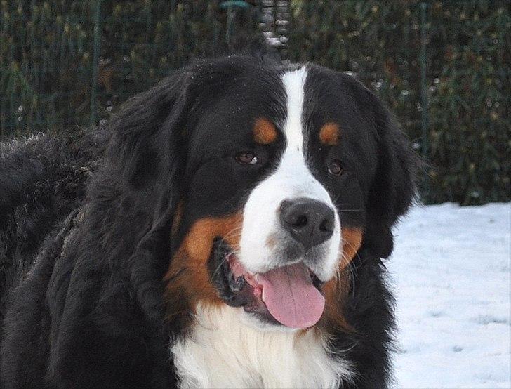 Berner sennenhund Sacko - 14 mdr. vores dejlige bulderbasse billede 1
