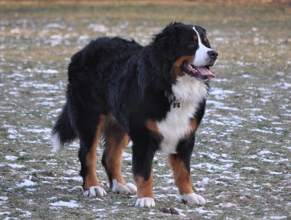 Berner sennenhund Sacko - I Bernstorffparken 4. febr. 2012 billede 4