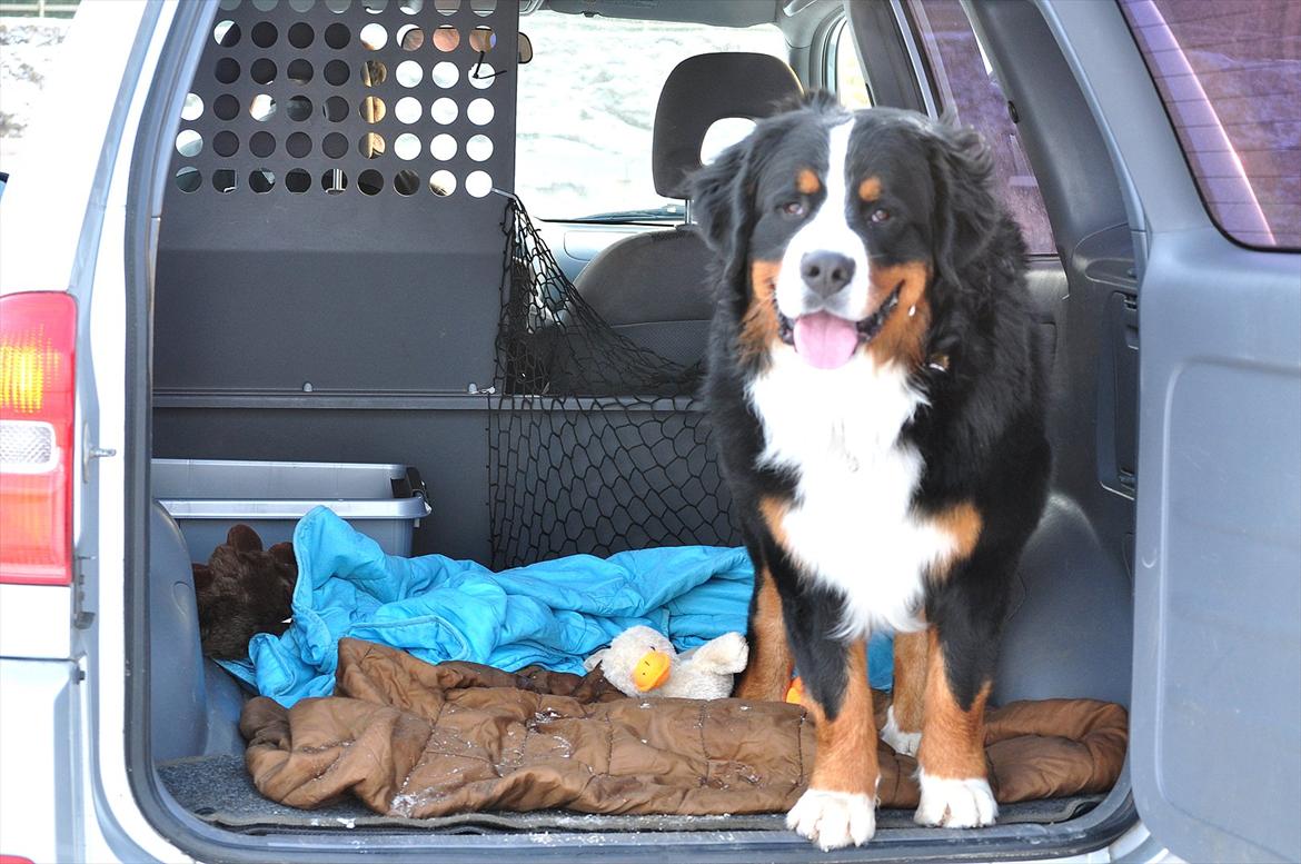 Berner sennenhund Sacko - Min hundebil billede 5