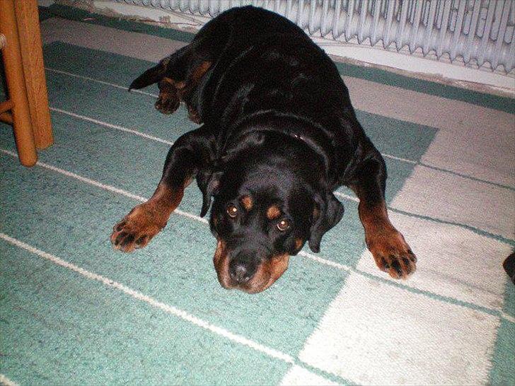Rottweiler Tessa billede 1