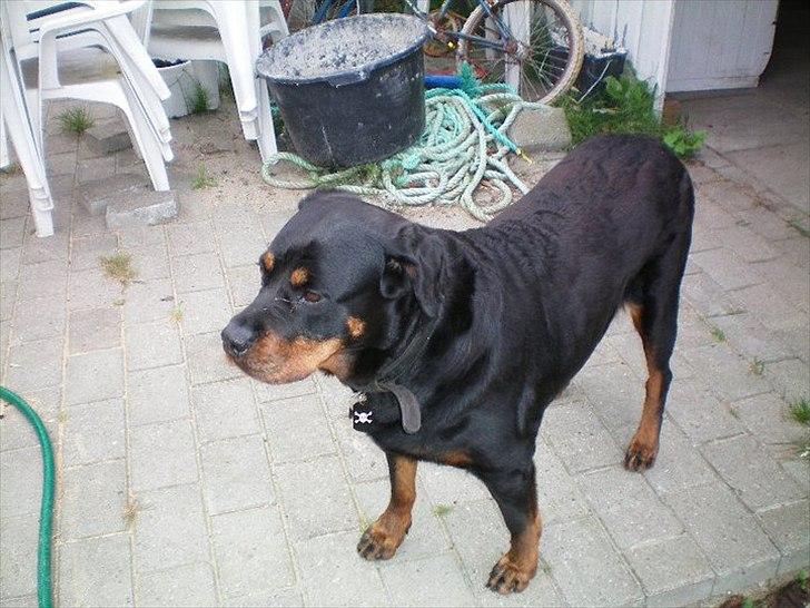 Rottweiler Tessa billede 2